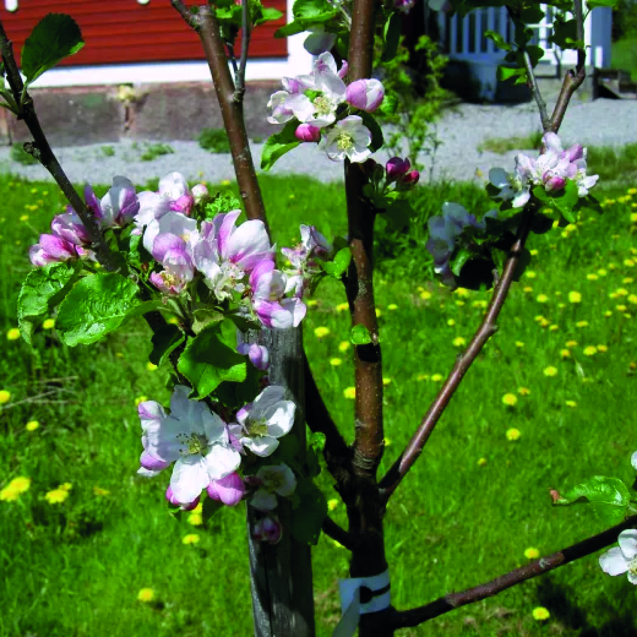 Äppelträd utanför vandrarhemmet bullefanten i Frövi, Lindesbergs kommun.